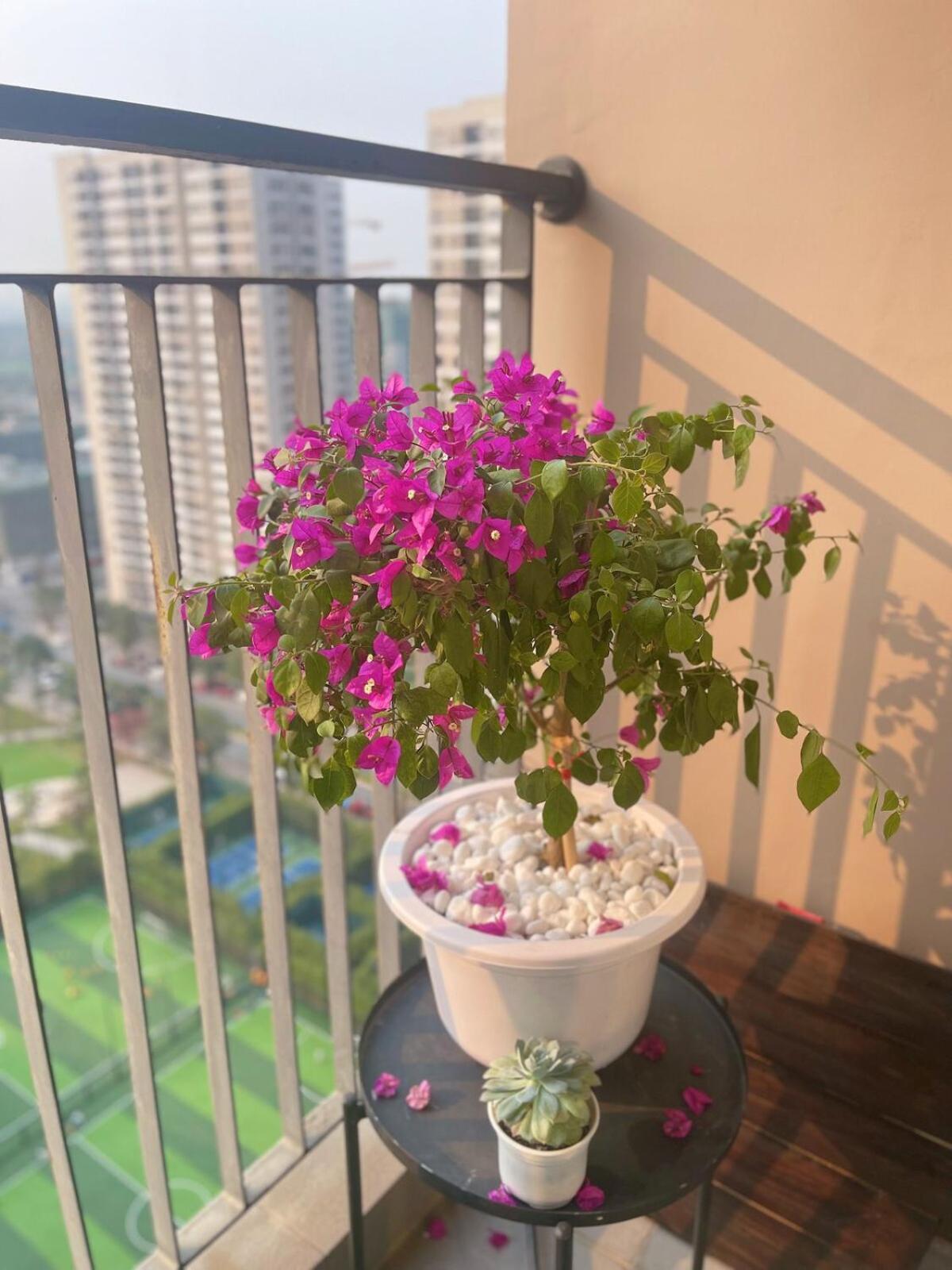Căn hộ Clover